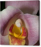 Moth Orchids  #4 Canvas Print