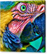 Parrot #4 Canvas Print