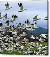 Snow Geese In Skagit Valley #7 Canvas Print