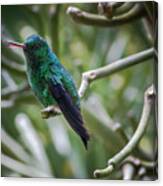 Steely-vented Hummingbird Quindio Colombia #4 Canvas Print