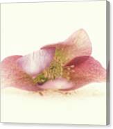 Hellebore Bud Canvas Print