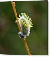 Willow Catkins #4 Canvas Print
