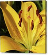 Lily #47 Canvas Print