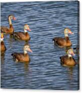 Black-bellied Whistling Duck #5 Canvas Print