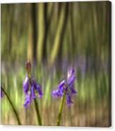 Chalet Bluebell Woods #5 Canvas Print