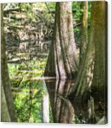 Cypress Forest And Swamp Of Congaree National Park In South Caro #5 Canvas Print