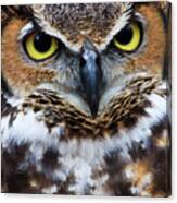 Great Horned Owl #5 Canvas Print