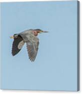 Green Heron In Flight #5 Canvas Print