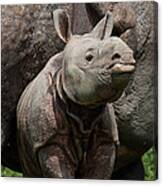 Indian Rhinoceros Rhinoceros Unicornis #5 Canvas Print