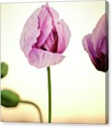 Lilac Poppy Flowers #5 Canvas Print