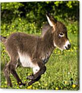 Miniature Donkey Foal #5 Canvas Print