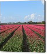 Tulips In Warmenhuizen #2 Canvas Print