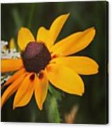 Instagram Blackeye Susan Canvas Print