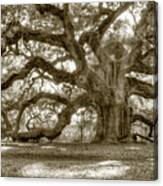 Angel Oak Live Oak Tree Canvas Print