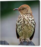 Brown Thrasher #6 Canvas Print