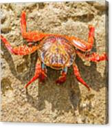 Sally Lightfoot Crab On Galapagos Islands #6 Canvas Print