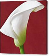 White Calla #7 Canvas Print