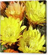 Yellow Cactus Flowers #6 Canvas Print