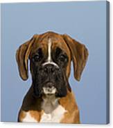 Boxer Puppy #7 Canvas Print