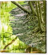 Cypress Forest And Swamp Of Congaree National Park In South Caro #7 Canvas Print