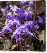 First Spring Flowers #7 Canvas Print