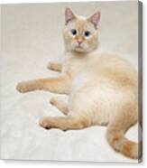 Flame Point Siamese Cat #7 Canvas Print