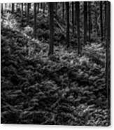 Forest #7 Canvas Print