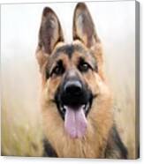 German Shepherd #7 Canvas Print