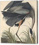 Great Blue Heron #7 Canvas Print