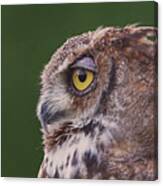 Great Horned Owl  #7 Canvas Print