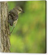 Mockingbird #8 Canvas Print