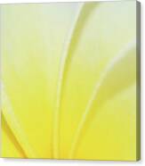 Plumaria #7 Canvas Print