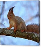 Red Squirrel #7 Canvas Print