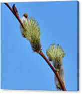 Willow Catkins #7 Canvas Print