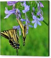 Butterfly #78 Canvas Print