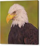 Bald Eagle  #8 Canvas Print