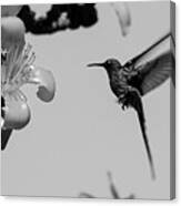 Hummingbird #8 Canvas Print