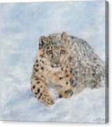 Snow Leopard #8 Canvas Print