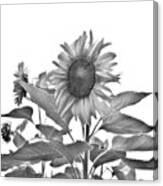 Sunflower #8 Canvas Print