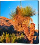 Wilpena Pound  #8 Canvas Print