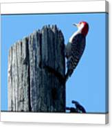 #8668 Woodpecker #8668 Canvas Print