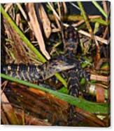 9- Alligator Hatchlings Canvas Print