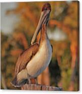 9- Brown Pelican Canvas Print