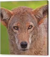 Coyote  #9 Canvas Print