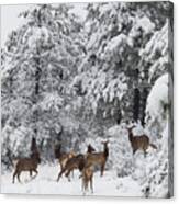 Elk In Deep Snow In The Pike National Forest #9 Canvas Print