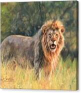 Lion #9 Canvas Print