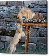 Lioness And Cubs #9 Canvas Print