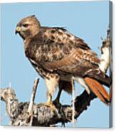 Red Tailed Hawk  #14 Canvas Print