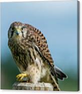 A Beautiful Young Kestrel Looking Behind You Canvas Print