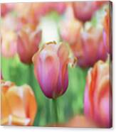 A Bed Of Tulips Is A Feast For The Eyes. Canvas Print